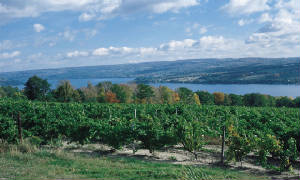 postcard_hi_vineyard.jpg